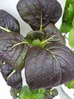 Bok Choi Leaves-Purple