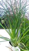 Chives Garlic
