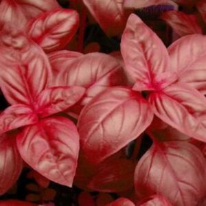 Seedlings - Basil Genovese Red Freddy Seedlings