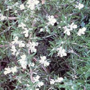 Seedlings - Rosemary Seedlings