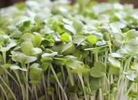 Microgreens Kohlrabi Per-Order
