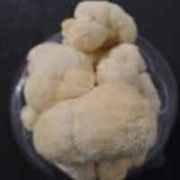 Mushrooms - Lion's Mane Pre-Order